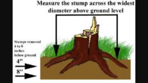 Stump removal services