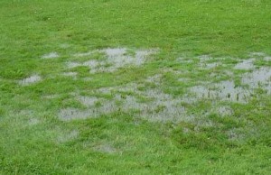 Port Hope Back Yard drainage 